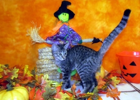 Big Scare Halloween - autumn, cat, pumpkin, animals, kitten, witch, halloween, love four seasons, leaves, fall season