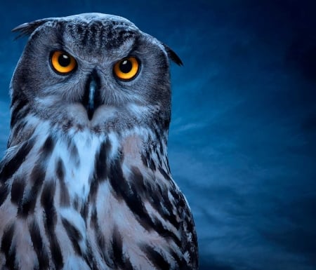 Owl - owl, bird, yellow, zack seckler, blue, pasare, eyes, bufnita