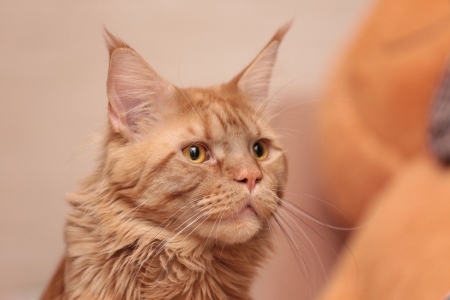 Maine Coon - cat, maine coon, orange, animal, pisica, ginger