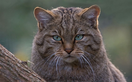 Wild cat - animal, pisica, face, wild, cat