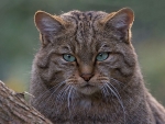 Wild cat