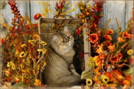 Kitty among flowers