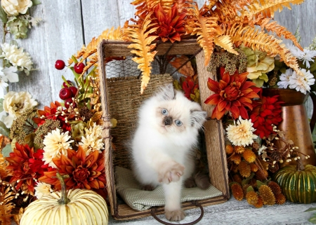 Autumn still life with kitty - cat, adorable, pumpkin, fluffy, kitty, still life, kitten, white, sweet, flowers, cute