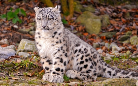 Snow Leopard - nature, predator, autumn, wilderness, cat, leaves