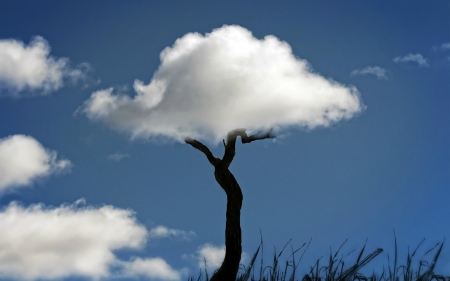 Cloud Tree ( Optical Illusion ) - abstract, clouds, tree, illusion