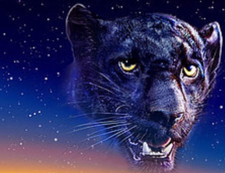 Twilight Panter - Head, Cats, Panter, Stars, Animlals