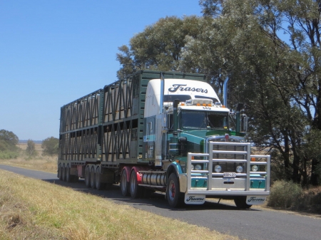 kenworth - truck, kenworth, cattle, outback