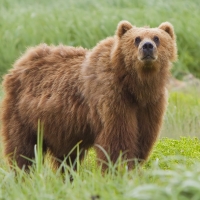 kodiak bear