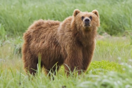 kodiak bear - bear, kodiak, field, grass