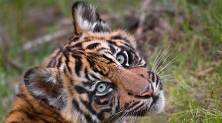 Tiger cub - cub, cute, eyes, face, tiger, sweet