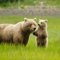 bear with cub