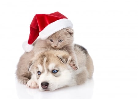 Waiting for Santa - red, animal, cute, caine, puppy, cat, craciun, christmas, white, pisica, husky, kitten, hat, santa, couple