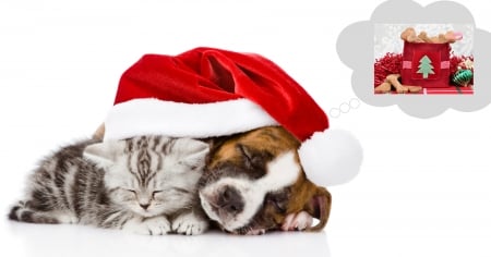 Christmas dream - craciun, gift, couple, hat, cat, puppy, dream, funny, pisica, kitten, christmas, caine, santa, sleep, dog, animal