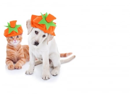 Happy Halloween! - hat, couple, cat, puppy, pumpkin, pey, pisica, white, halloween, dog, animal, orange, card