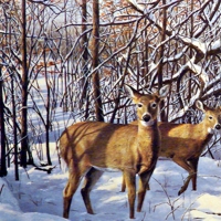 Deer In Winter