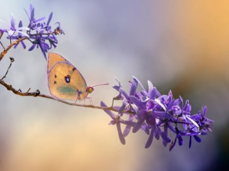 Butterfly - insect, butterfly, flowers, branch