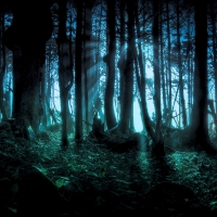 Dark Forest