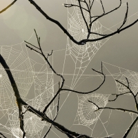 Spiderwebs