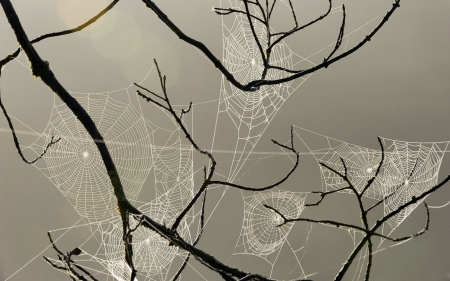 Spiderwebs - Halloween, Creepy, art, spiderweb