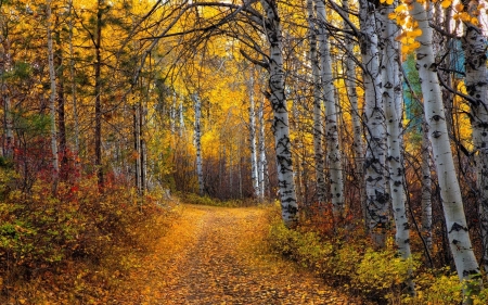 autumn forest - fun, trees, nature, autumn, forest, cool