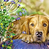 GOLDEN RETRIEVER