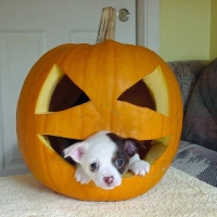 Cute Puppy In Halloween Pumpkin