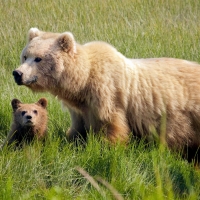 bear with cub