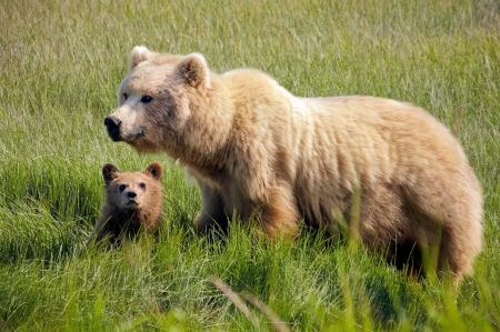 bear with cub - brown, cub, grass, bear