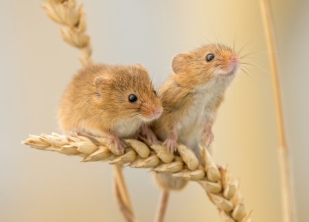 Mice - rodent, animal, cute, harvest mouse, couple, soricel