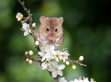 Mouse - harvest mouse, rodent, soricel, animal, green, blossom, flower, spring