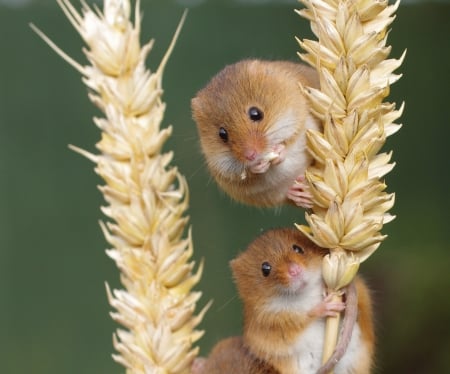 Mice - rodent, animal, cute, harvest mouse, mouse, soricel