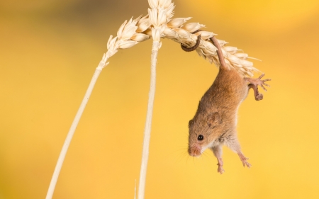 Mouse - rodent, animal, yellow, funny, cute, harvest mouse, soricel