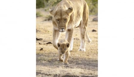 Walk this way! - green vegitation, lioness, cub, dirt path, hard sandy ground