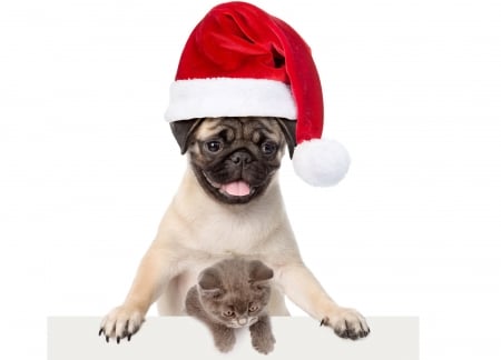 Marry Christmas! - paw, craciun, hat, cat, pisici, pet, kitten, christmas, white, santa, red, dog, animal