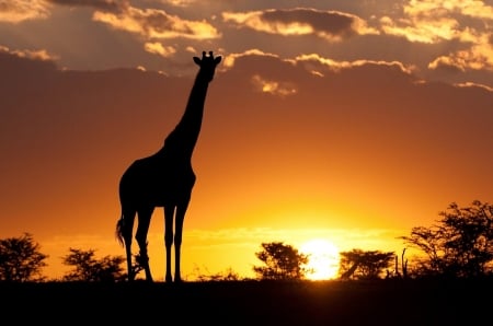 Giraffe silhouette in Africa - clouds, trees, sunset, giraffe, reflecting sunlight