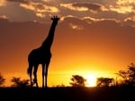 Giraffe silhouette in Africa