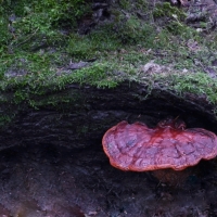 Forest Fungi