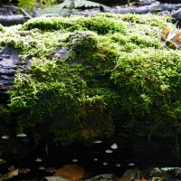 Log Of Moss And Fungus