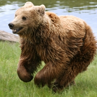 brown bear