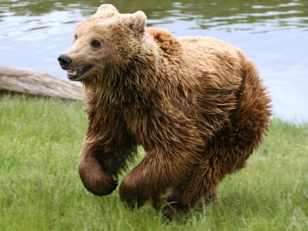 brown bear - bear, river, grass, brown