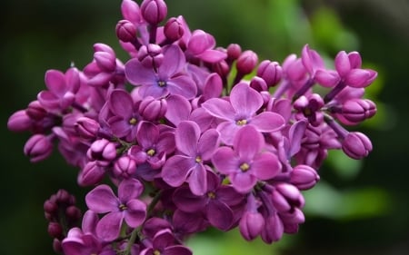 LOVELY PURPLE LILACS - flowers, purple, nature, lilacs