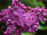 LOVELY PURPLE LILACS