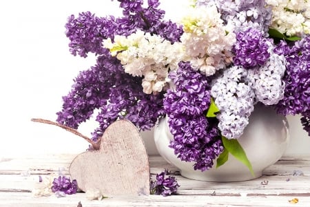 WHITE AND PURPLE LILACS - flowers, white, purple, lilacs