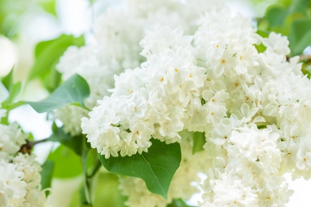 WHITE LILACS - flowers, white, nature, lilacs