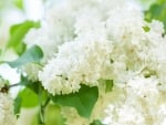 WHITE LILACS