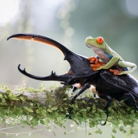 FROG RIDING BEETLE