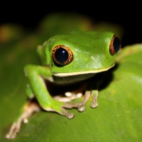 FROG ON LEAF