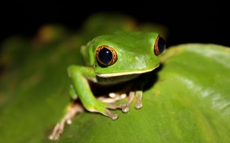 FROG ON LEAF - animal, nature, leaf, frog