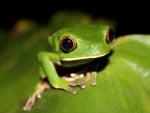 FROG ON LEAF