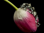 FROGS ON TULIP